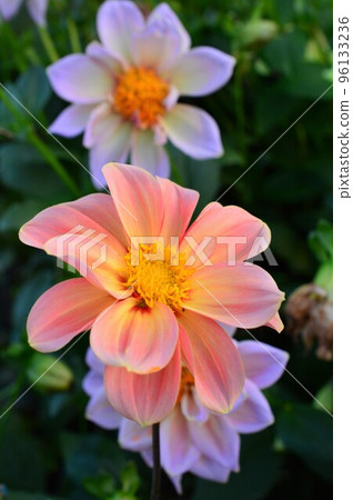 dahlia pink color in the field dahlia pink color in the field 96133236