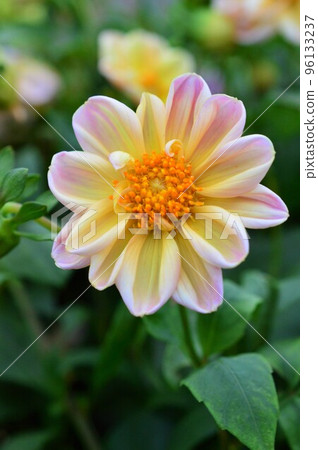 dahlia pink color in the field 96133237