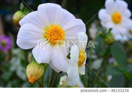 white dahlia in the field white dahlia in the field 96133238