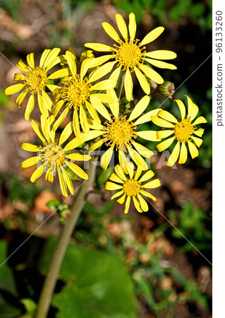 Tsuwaki（Ishige）的花 96133260