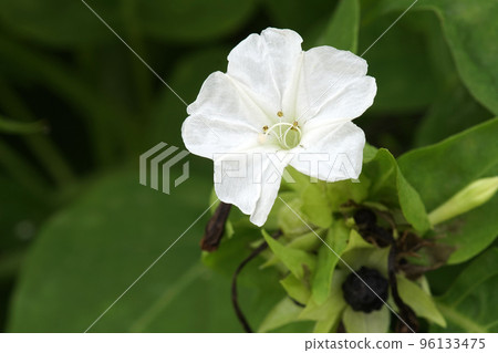 開花在領域的白色紫羅蘭花 開花在領域的白色紫羅蘭花 96133475