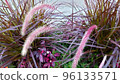 Pennisetum-2 帶粉紅色尖刺 96133571