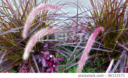 Pennisetum-2 帶粉紅色尖刺 96133571