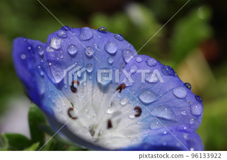 Nemophila after the rain Nemophila after the rain 96133922