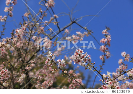 喜馬拉雅櫻桃在 11 月開花 96133979
