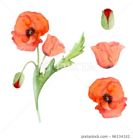 Watercolor bouquet arrangement, elements with hand drawn summer bright red poppy flowers. Isolated on white background. Design for invitations, wedding, love or greeting cards, paper, print, textile 96134181