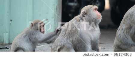 Taiwan Macaque Taiwan Macaque Monkey Formosan macaque たいわんざる Taiwan サル 96134363