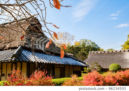 落下的櫻花樹葉和老房子 96134503