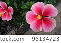 粉紅色芙蓉兩個輪子 96134723
