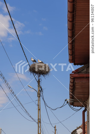 A couple of storks (Ciconia ciconia) in their own large nest built on a special stand 96134807