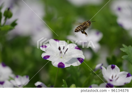 Bees and Five Spots Bees and Five Spots 96134876