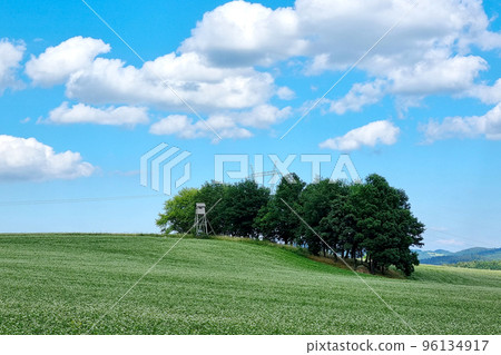 View of the rural field with green trees and blue sky. 96134917