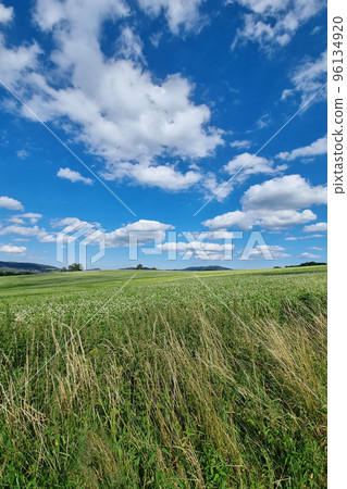 Beautiful rural green fields with blue skies and white clouds. 96134920