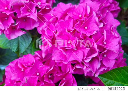 Close-up on Hydrangea macrophylla in the park. Hydrangea is a genus of flowering plants in the Hortensia family. Close-up on Hydrangea macrophylla in the park. Hydrangea is a genus of flowering plants in the Hortensia family. 96134925