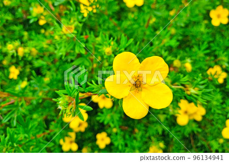 Close-up on flowering cinquefoil in the park. Close-up on flowering cinquefoil in the park. 96134941