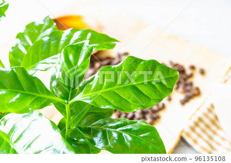 Plant plant coffee tree 96135108