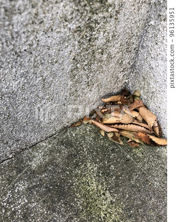 混凝土角落裡的一堆落葉 96135951