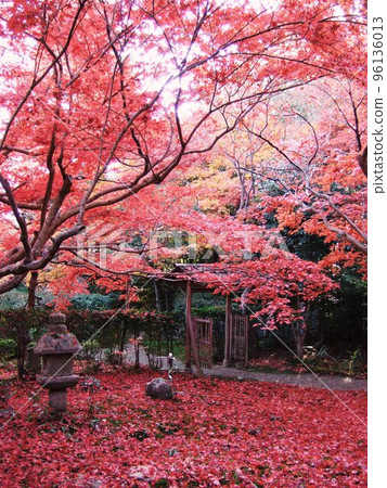 Kyoto Scenery of Enrian in full bloom of autumn leaves Kyoto Scenery of Enrian in full bloom of autumn leaves 96136013