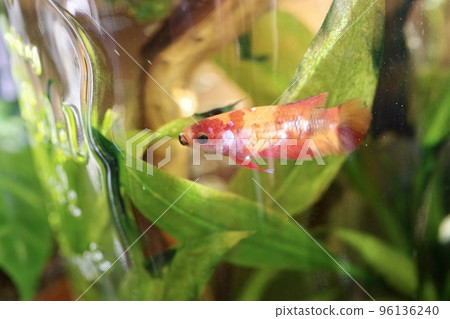 Sideways photo of a betta in a bottle aquarium (1) Sideways photo of a betta in a bottle aquarium (1) 96136240