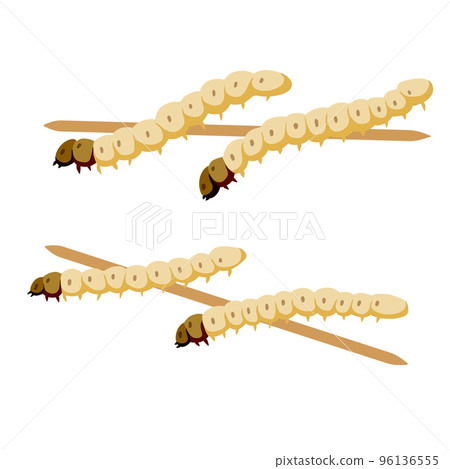 Edible larva. Eating caterpillar on skewer. Asian snack and street fast food. Source of insect protein. Edible larva. Eating caterpillar on skewer. Asian snack and street fast food. Source of insect protein. 96136555