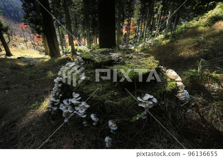 natural cycle 96136655