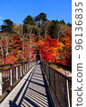 Beautiful autumn leaves seen from the suspension bridge 96136835