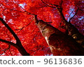 Beautiful autumnal trees 96136836