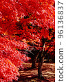 Fiery red autumn leaves 96136837