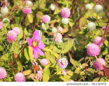flower garden and bees flower garden and bees 96136850
