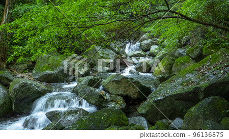 森林，溪流，山泉，臺灣，森、小川、山の泉、台湾、forest, stream, mountain 96136875