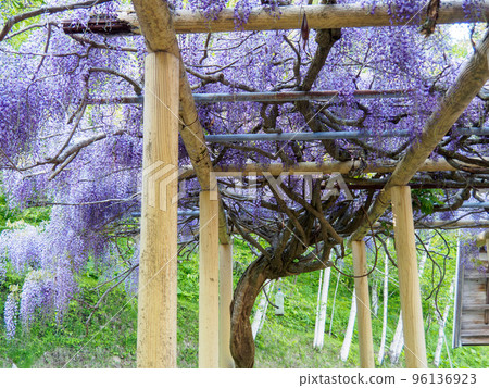 Beautiful wisteria tree in full bloom 96136923