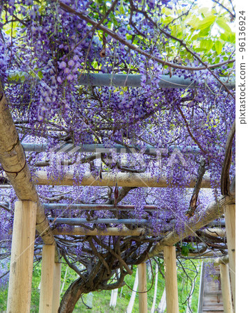 Vertical photo of wisteria shelf 96136924