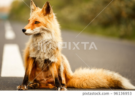 狐狸在大自然中築巢⑥ 96136953