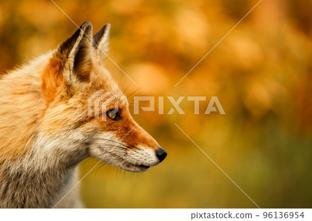 狐狸在大自然中築巢⑦ 96136954