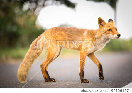 狐狸在大自然中築巢⑨ 96136957