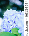 Light Blue Hydrangea 96136964