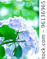 Light blue hydrangea and green background 96136965