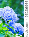 beautiful blue hydrangea in bloom 96136966