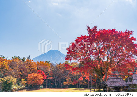 (Yamanashi Prefecture) Lake Saiko Wildbird Forest Park Autumn Leaves and Mt. Fuji 96136975