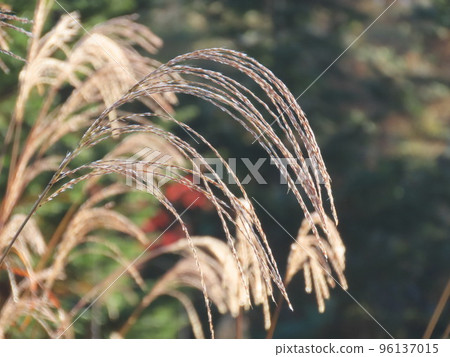 沐浴在溫柔的陽光下的蒲葦 96137015