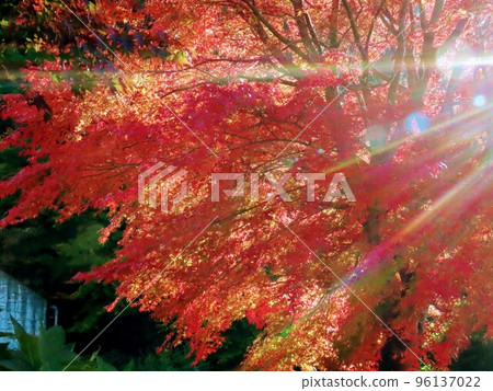 Sunlight shining through the leaves Sunlight shining through the leaves 96137022