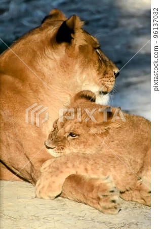 野生動物園的獅子 96137082