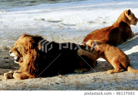野生動物園的獅子 96137083