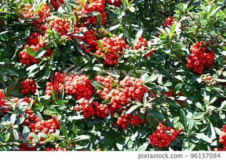 Pyracantha fruit 96137084