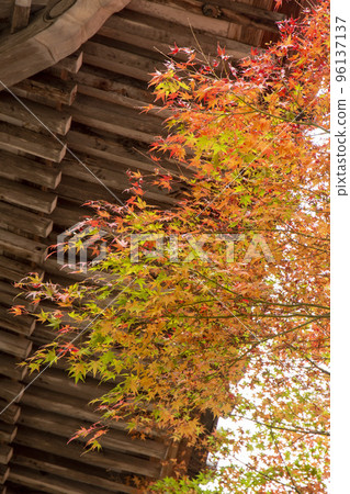 Miyajima in autumn 96137137