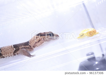Western African lizard replica Western African lizard replica 96137306