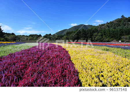 彩虹花節花毯 彩虹花節花毯 96137548