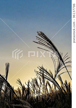 [Nara/ Soni village] Soni plateau, pampas grass and dusk 96137786
