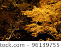 Autumn leaves, Momiji, Kosetsuen at night, illuminated 96139755