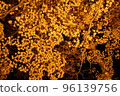 Autumn leaves, Momiji, Kosetsuen at night, illuminated 96139756